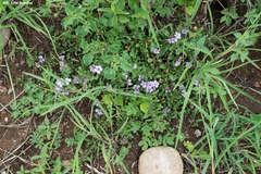 Dyschoriste decumbens