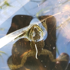 Rana pretiosa