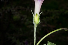 Ipomoea pubescens