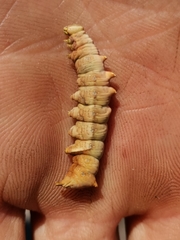 Notodonta dromedarius