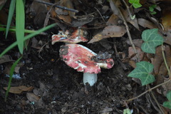 Russula