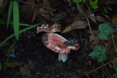 Russula