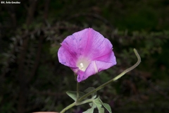 Ipomoea pubescens