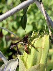 Polistes fuscatus