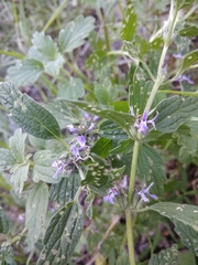 Marrubium leonuroides