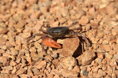 Trichodactylidae