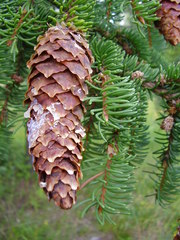 Picea abies abies