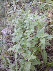 Marrubium leonuroides