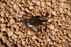 Trichodactylidae