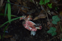 Russula