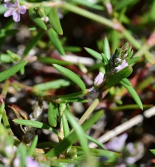 Polygonum spergulariiforme