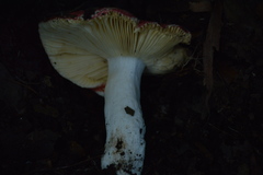 Russula