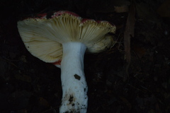 Russula