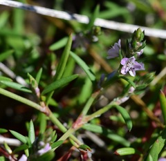Polygonum spergulariiforme