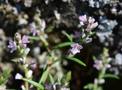 Polygonum spergulariiforme
