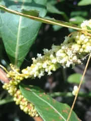 Cuscuta compacta