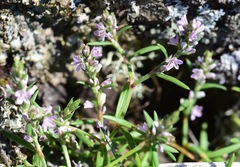 Polygonum spergulariiforme