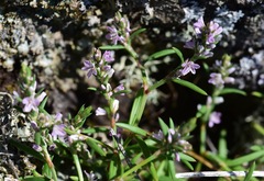 Polygonum spergulariiforme