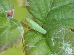 Draeculacephala crassicornis