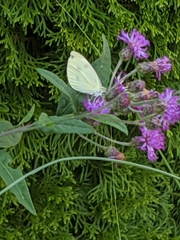 Pieris rapae