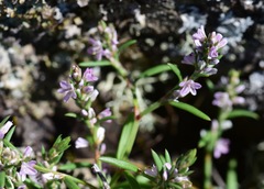 Polygonum spergulariiforme