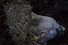 Ramaria