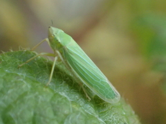 Draeculacephala crassicornis