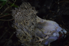 Ramaria