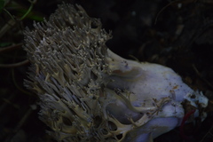 Ramaria