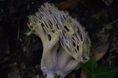 Ramaria