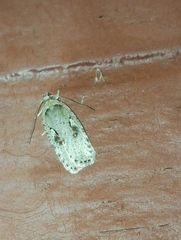 Agonopterix ocellana