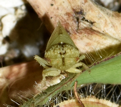 Xerophloea viridis