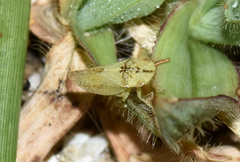 Xerophloea viridis