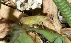 Xerophloea viridis