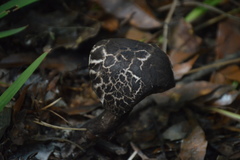 Strobilomyces