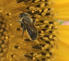 Osmia leaiana