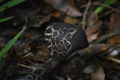 Strobilomyces