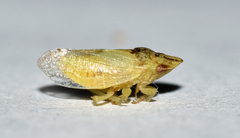 Xerophloea viridis