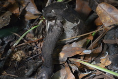 Strobilomyces