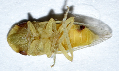 Xerophloea viridis