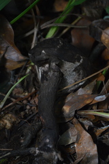 Strobilomyces