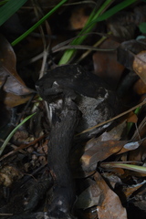 Strobilomyces