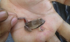 Physalaemus fischeri