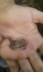 Physalaemus fischeri