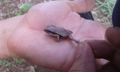 Physalaemus fischeri