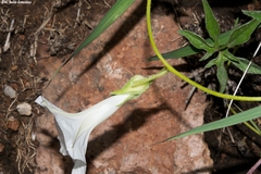 Ipomoea pubescens
