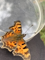 Polygonia faunus