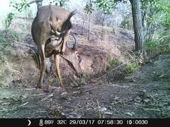 Alcelaphus buselaphus major