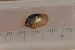 Pseudosuccinea columella