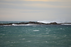 Arctocephalus pusillus